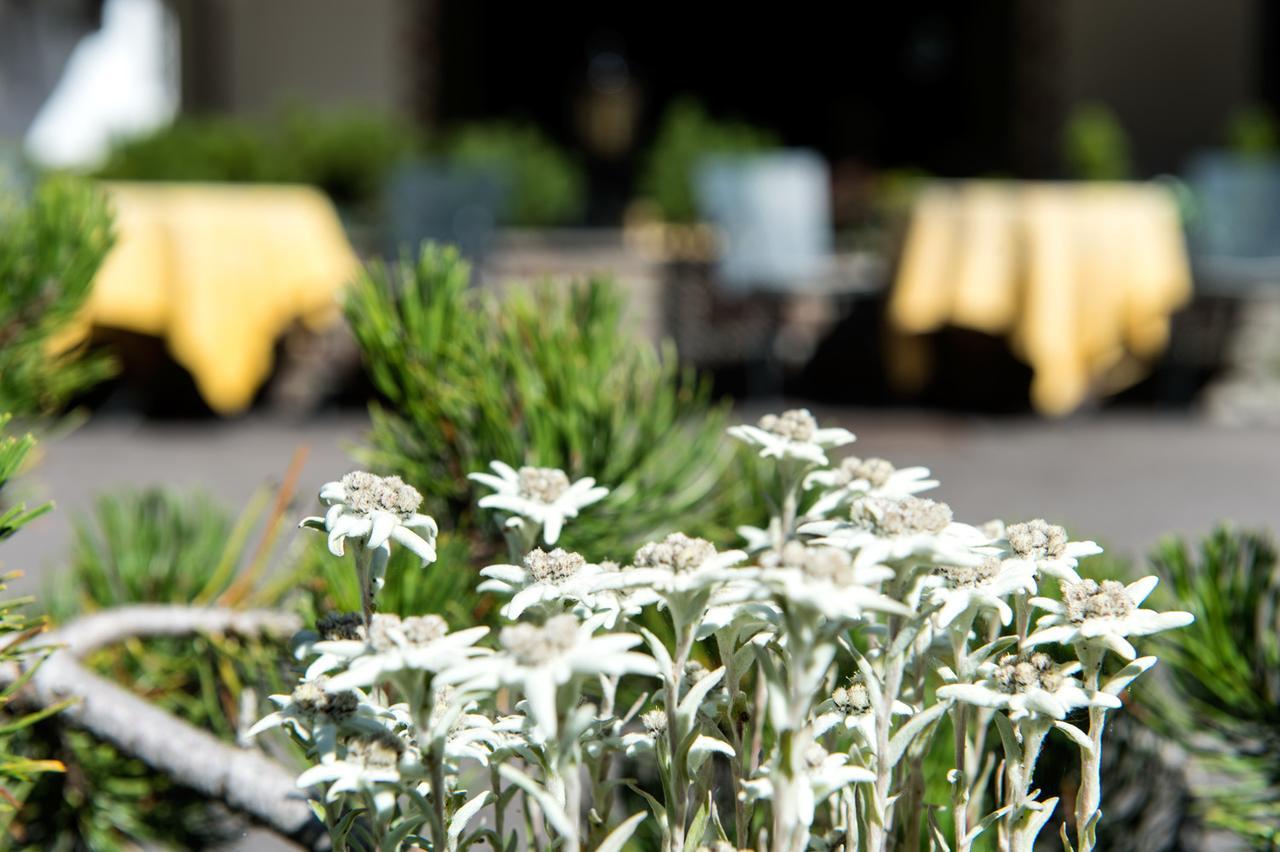 La Truga Hotel Sëlva di Val Gardena Eksteriør billede